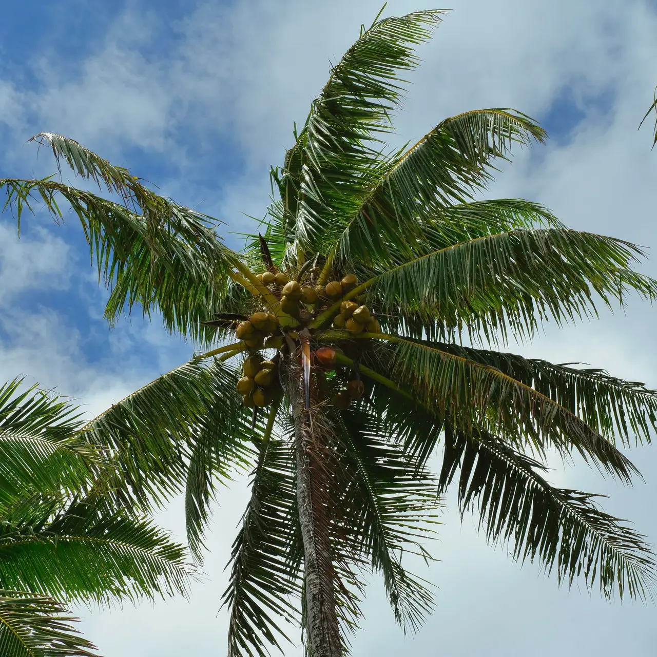 Looking up at a coconut palm with fruit