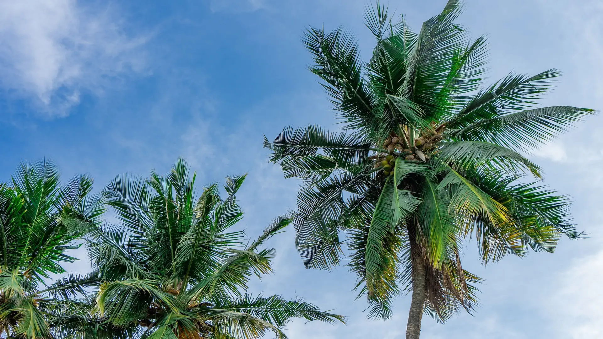Coconut palms against a blue sky