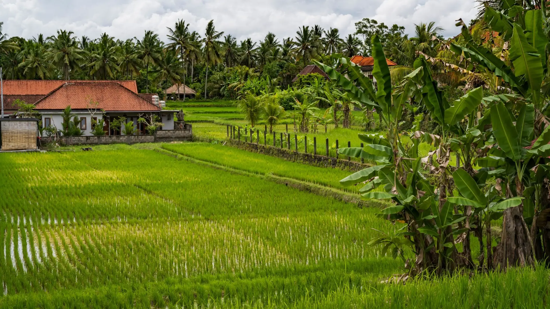 Green rice fields with a traditional house and palm trees in Bali