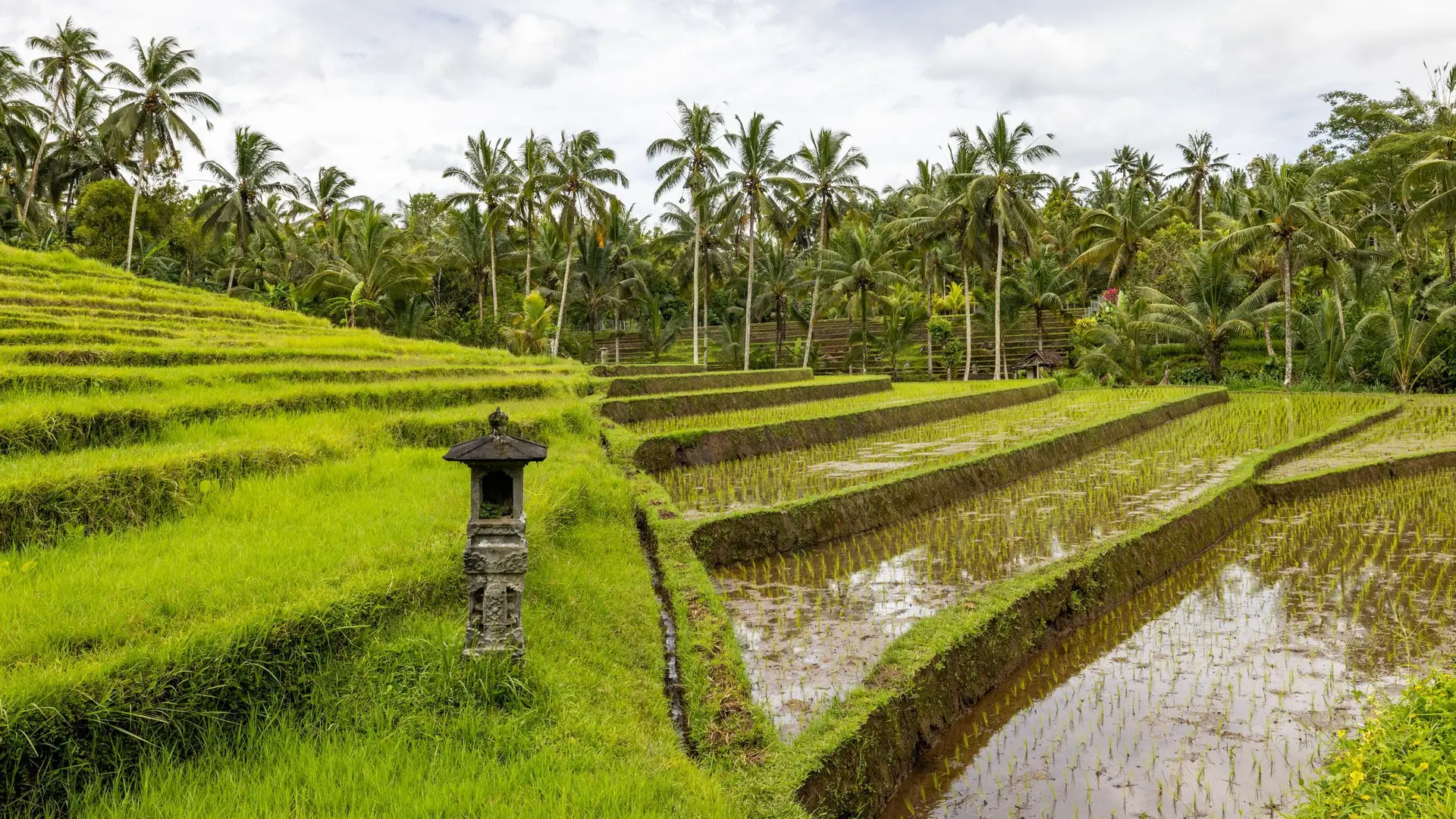 Rice terraces with a small shrine and coconut palms