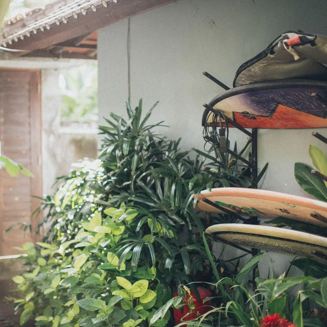 Surfboards resting on a rack among tropical plants